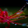 雨の彼岸花１