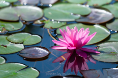 water lily１