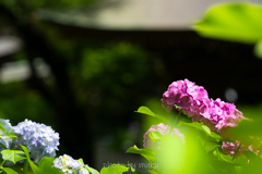 夢見る花たち４
