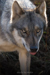 GRAY WOLF５