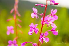 峠の花