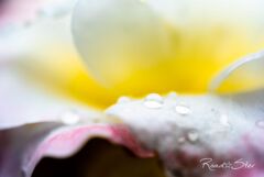 雨あがりのばら５