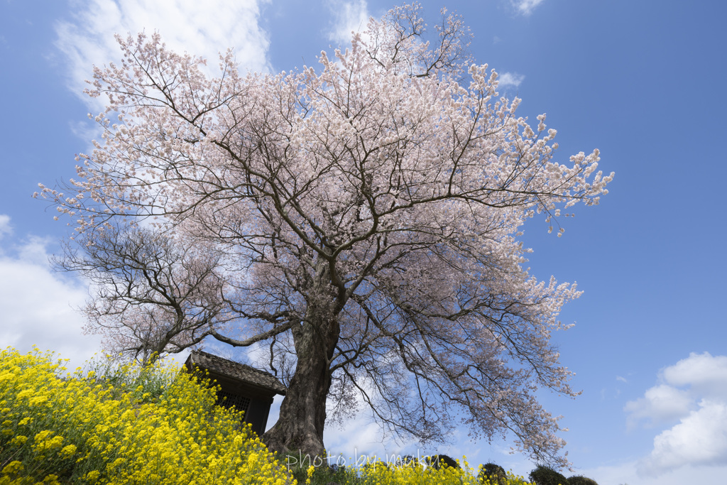 天神様の桜