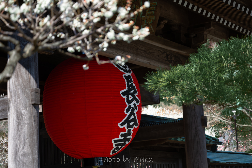 白梅と長谷寺の大提灯