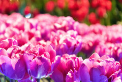 ウィンターチューリップ