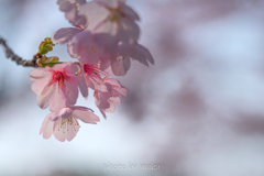 安行桜