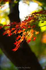 照るいろはもみじ