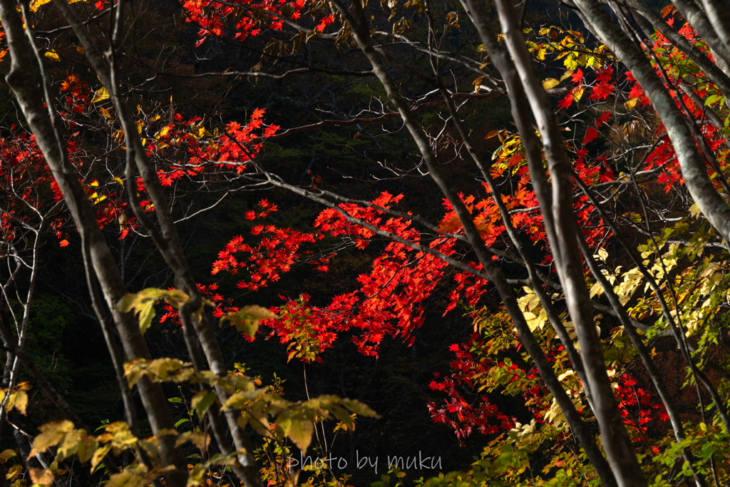 渓谷道の紅葉