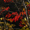 渓谷道の紅葉