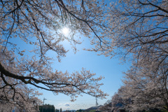 春の空