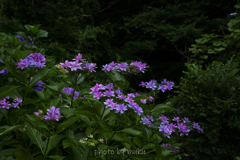 成就院の紫陽花３