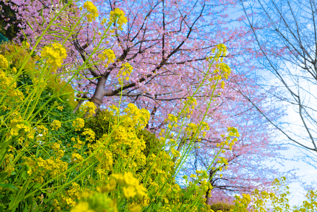 菜の花から見上げる