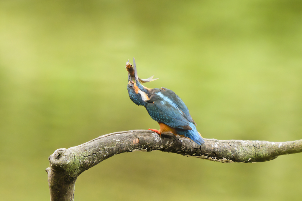 池の上で朝食を５