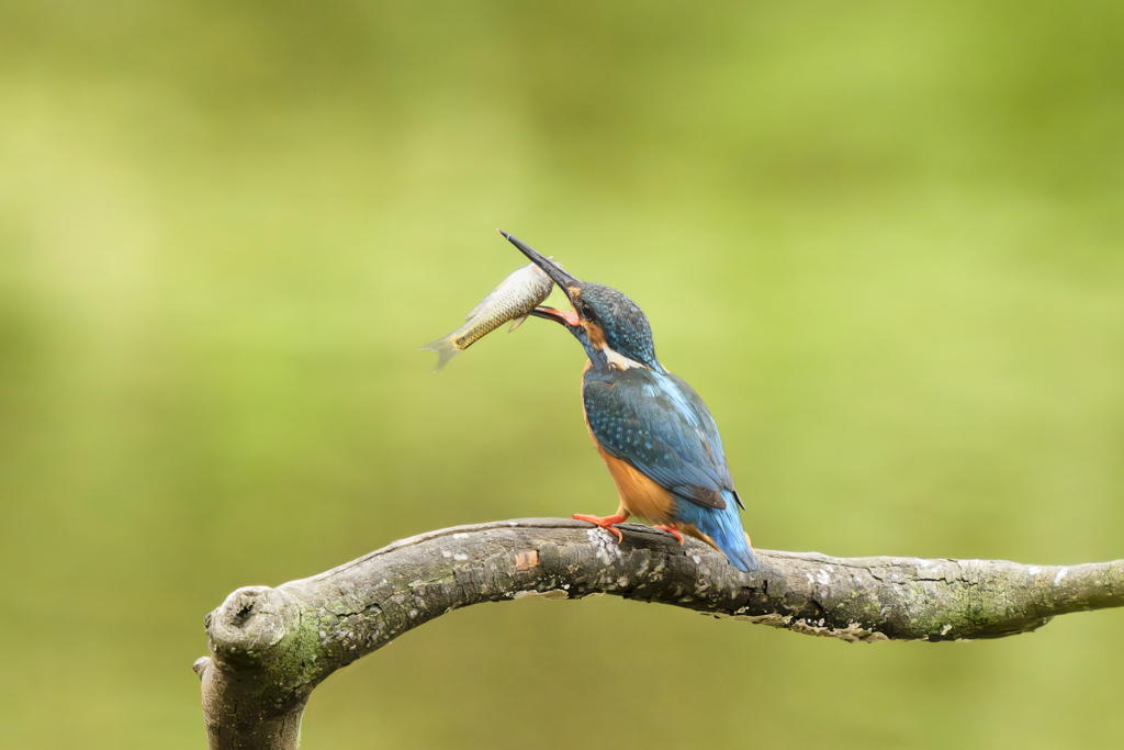 池の上で朝食を７