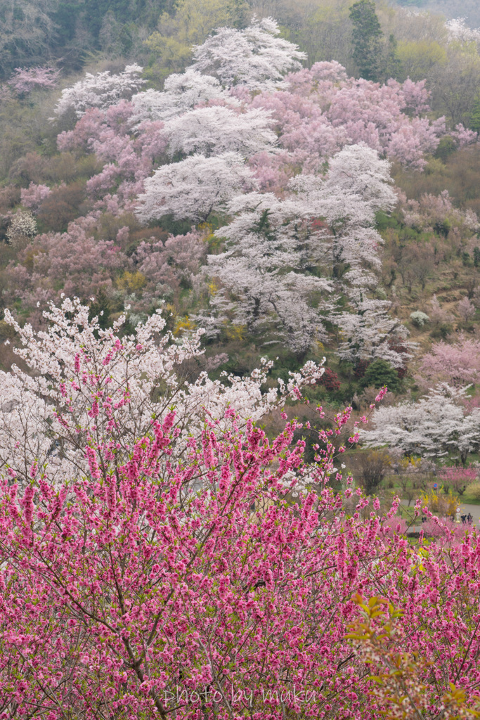 山笑う２