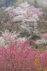山笑う２
