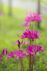 参道の曼殊沙華