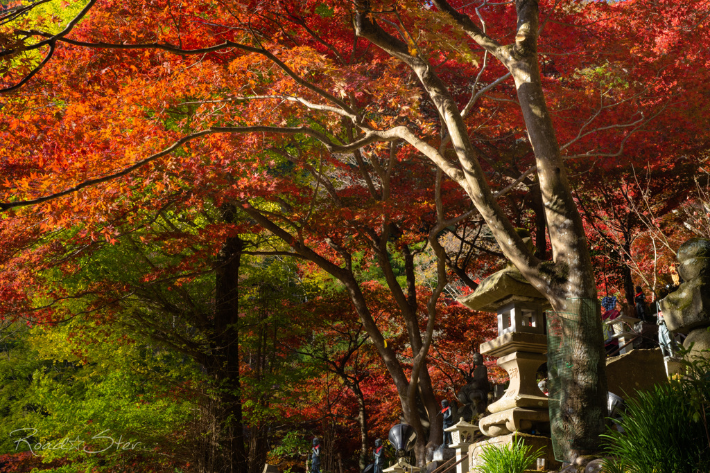 お寺の紅葉