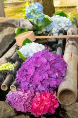 手水に紫陽花