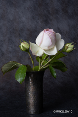 人気の薔薇（試写）