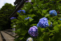 紫陽花ロード　青
