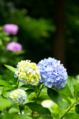 夢見る花たち２