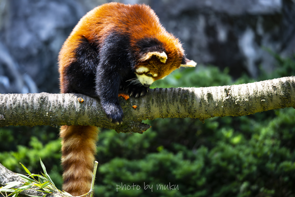 Ailurus fulgens3