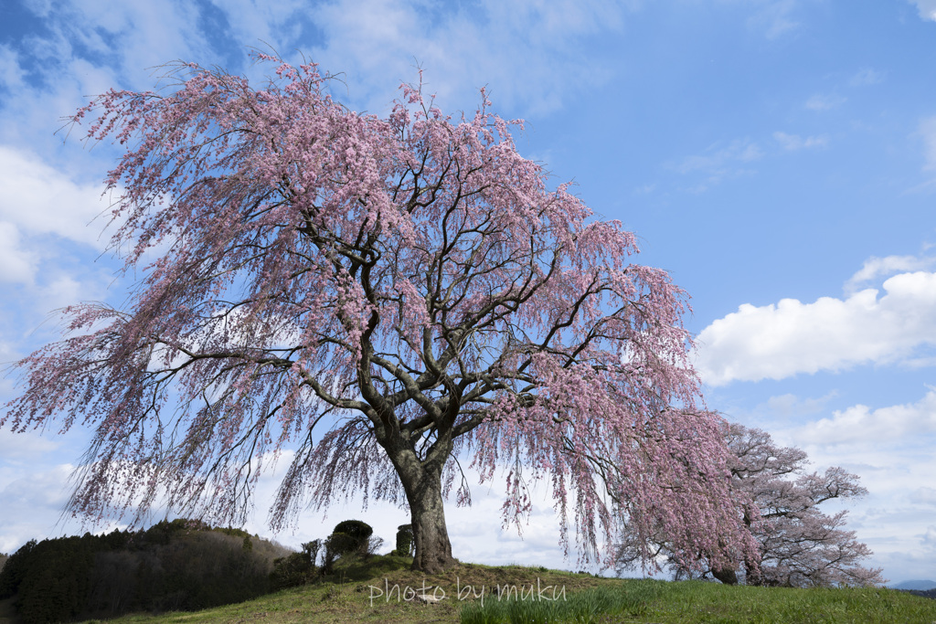 天神様のお隣の桜