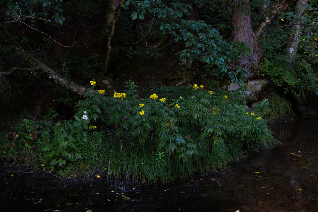 川の中の花壇