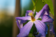 庭の花１