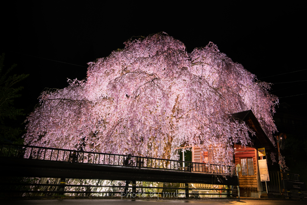 人里バス停の桜２