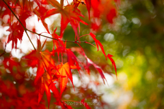 紅葉植栽