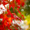 紅葉植栽