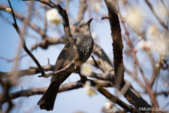 俺だっているんだぜ