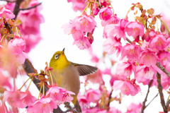 花鳥３