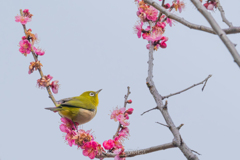 お久しぶりの梅ジロー４