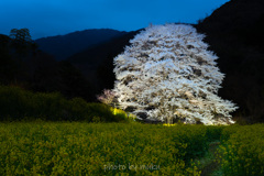 宵の薄墨桜３