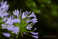 日陰のAgapanthus africanus