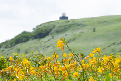 高原の花園