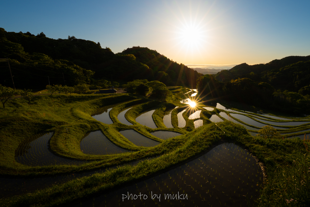 輝く水田