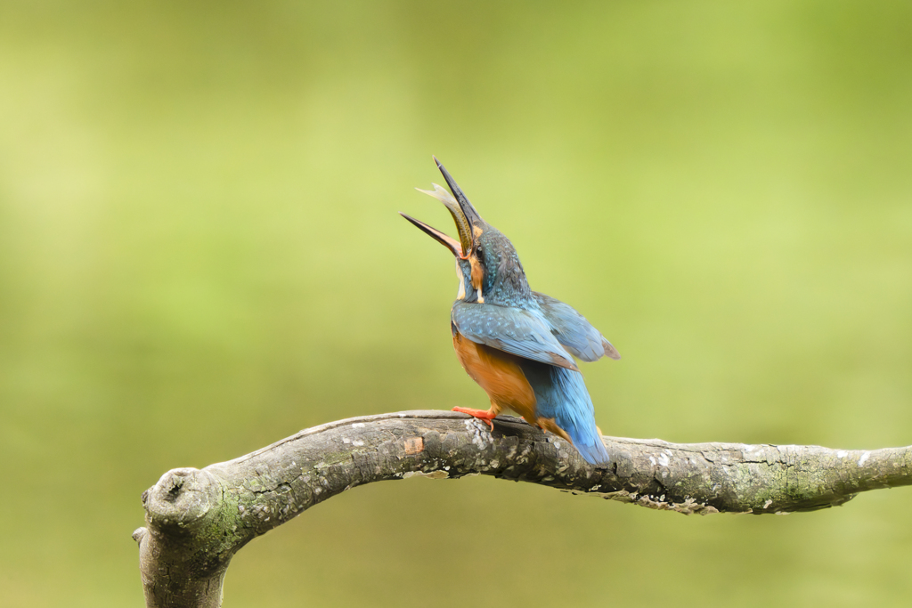 池の上で朝食を９
