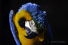 性格悪そうなインコ