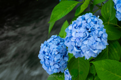 木陰に咲く紫陽花