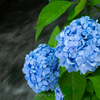 木陰に咲く紫陽花
