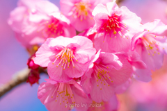 満開の土肥桜１