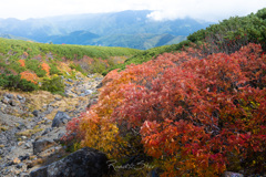 下りゆく紅葉