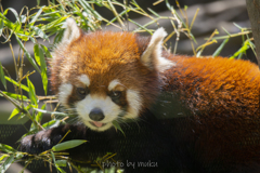 Ailurus fulgens1