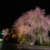 人里バス停の桜１