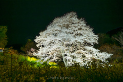 宵の薄墨桜１