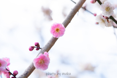 wagashi